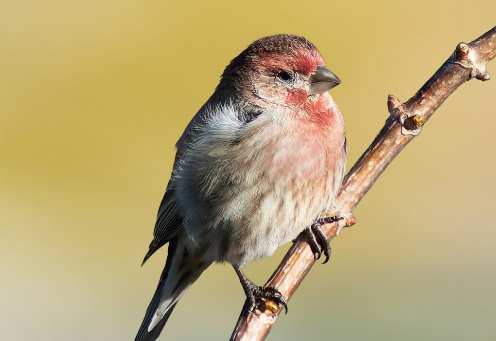 A small bird sitting on top of a tree branch