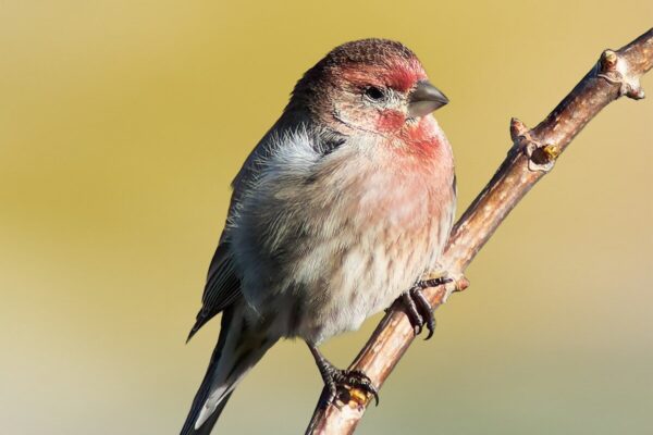 A small bird sitting on top of a tree branch