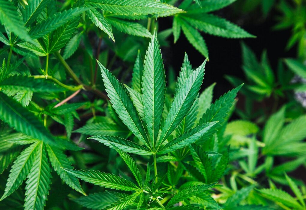 green cannabis plant close-up photography