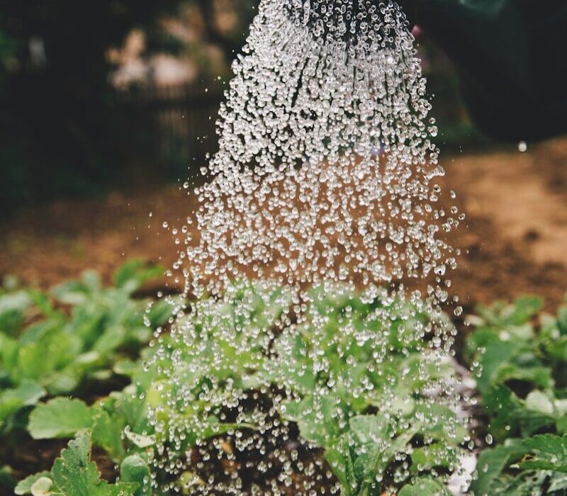 person watering plant